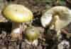 Amanitin-Based ADCs: Transforming Mushroom Toxin into Precision Oncology