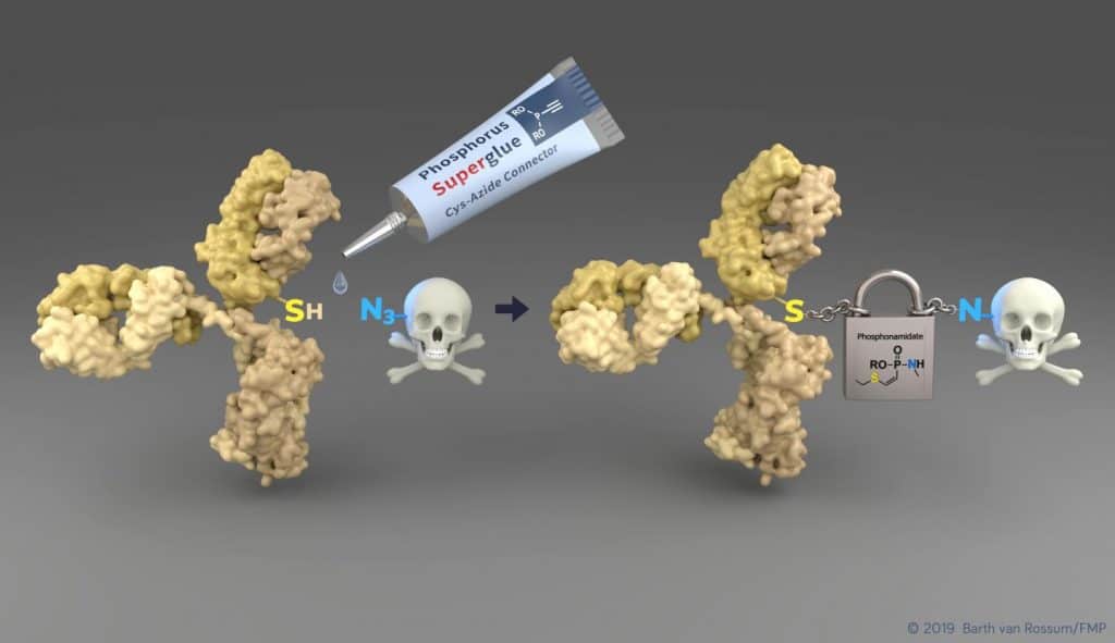 A new technology enables a simple way of connecting the cytsteine residues (SH) of a tumor-sensing antibody (yellow) to the cytotoxic payload. The emerging linker is highly stable during blood circulation and enables therefore a safe transport to the tumor side. Image courtesy: Barth van Rossum/FMP